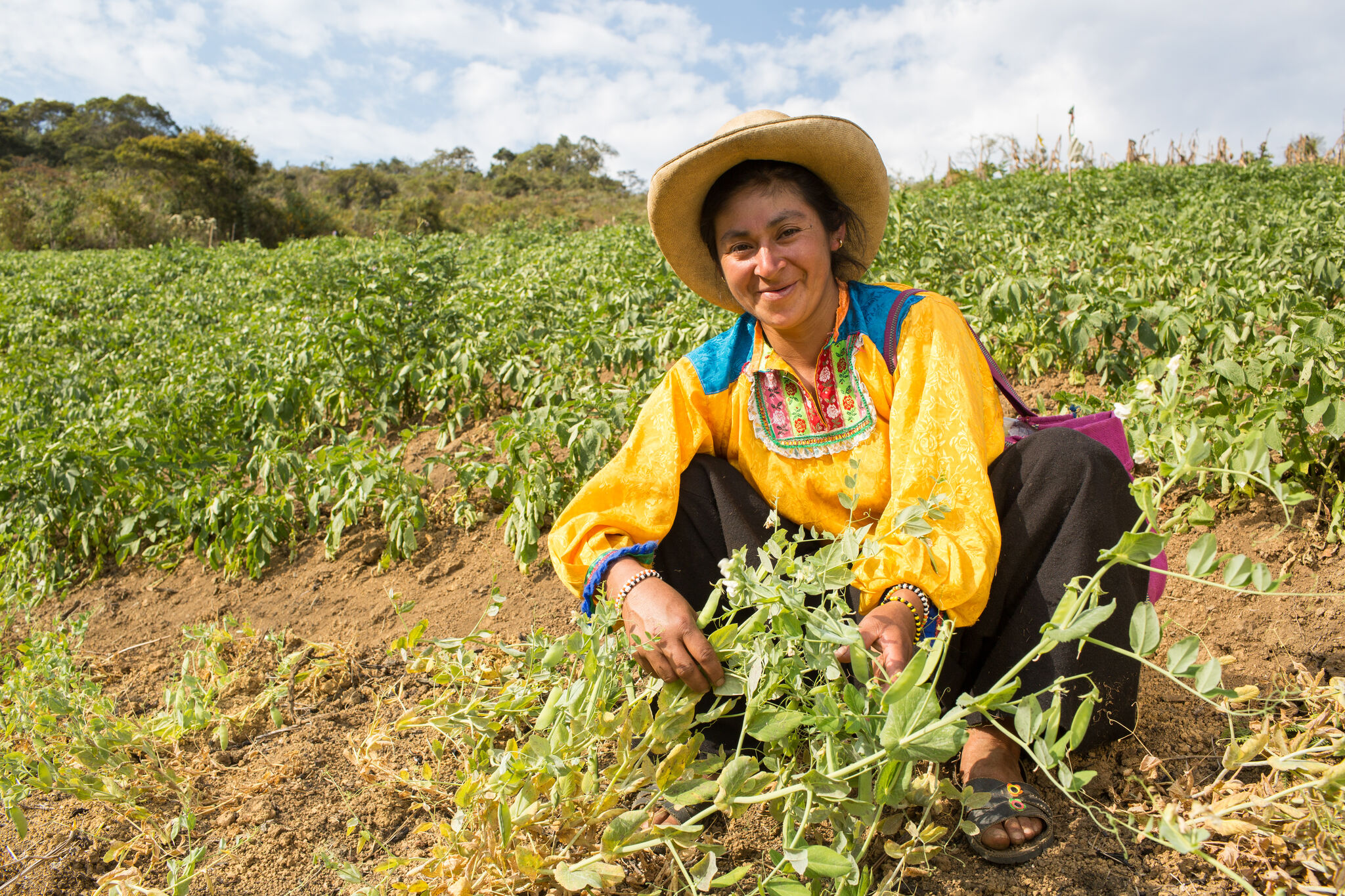 Ernte_Peru