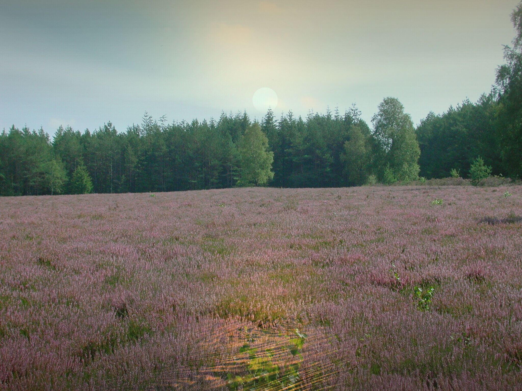 Heideblüte