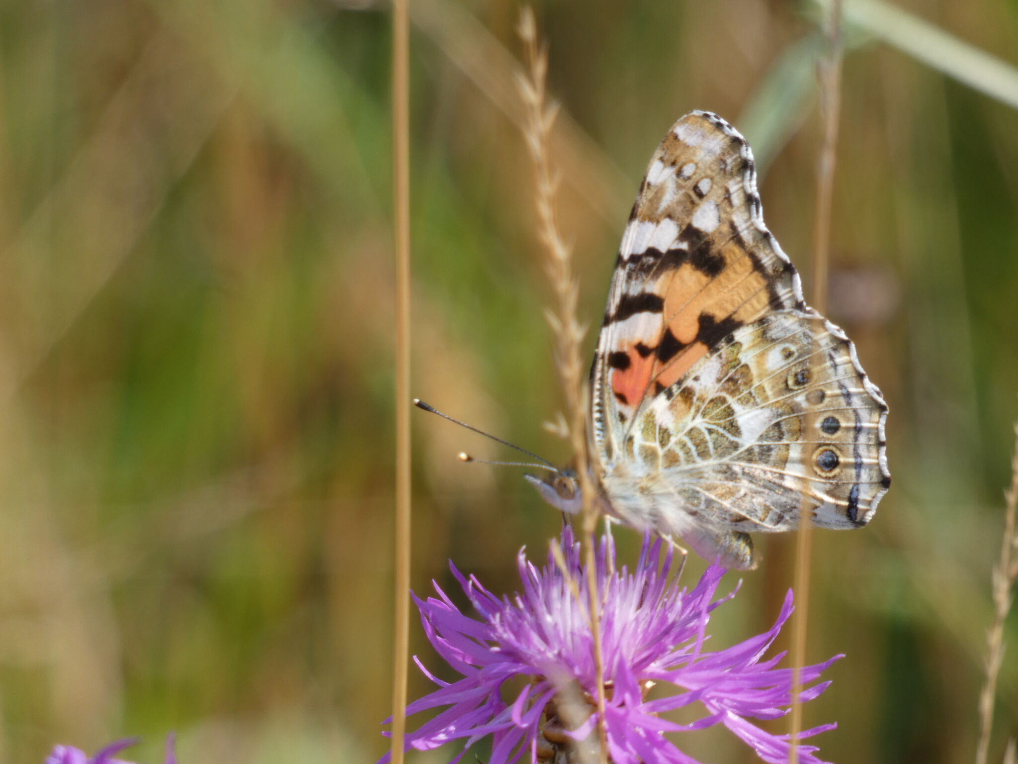 21-07-20-Bad Rothenfelde_Matthias Beckwermert_Distelfalter_2019-07-30