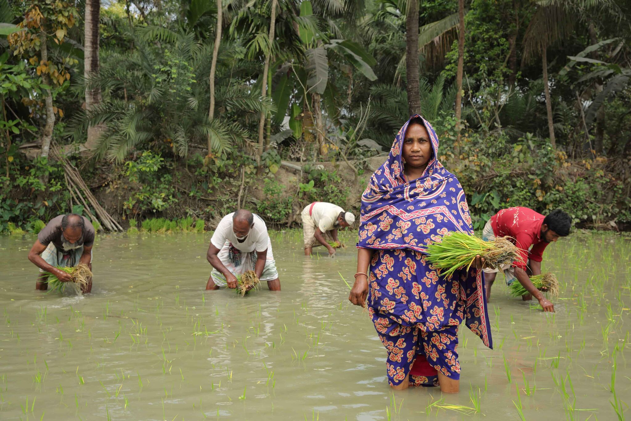 Man sieht Menschen an einem Fluss in Bangladesh. Eine Frau in einem lila Sarong schaut in die Kamera. Hinter ihr ernten Männer eine Pflanze.