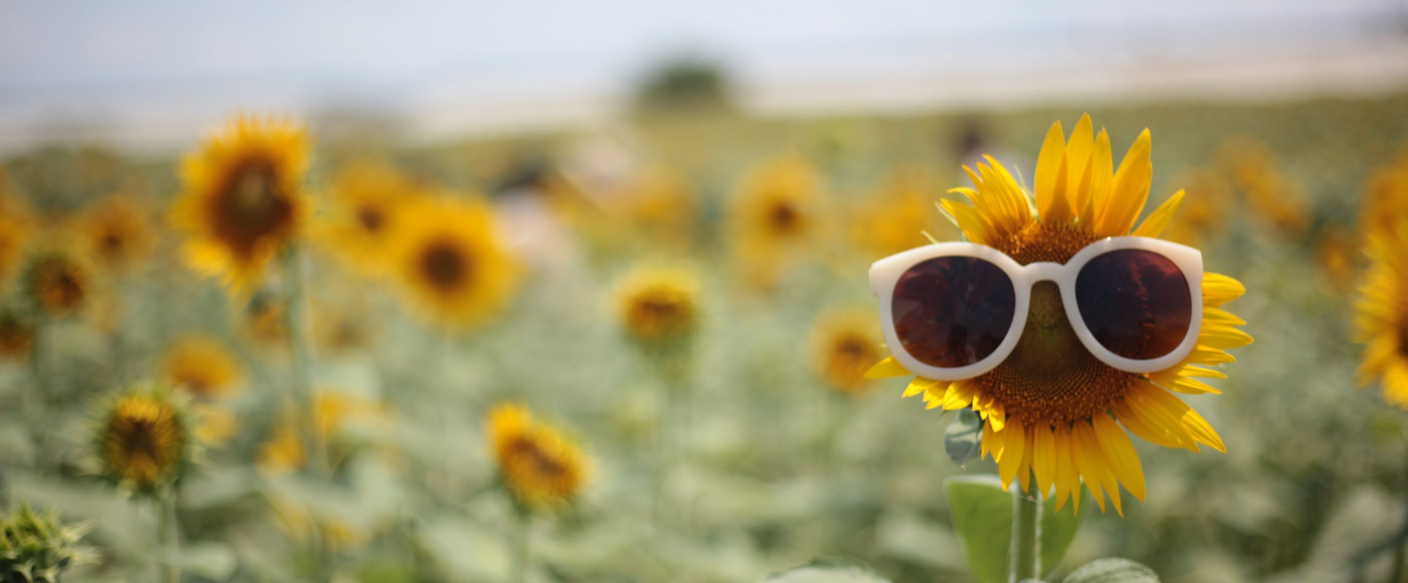 ein Feld mit Sonnenblumen. Auf einer Sonnenblume sitzt eine Sonnenbrille